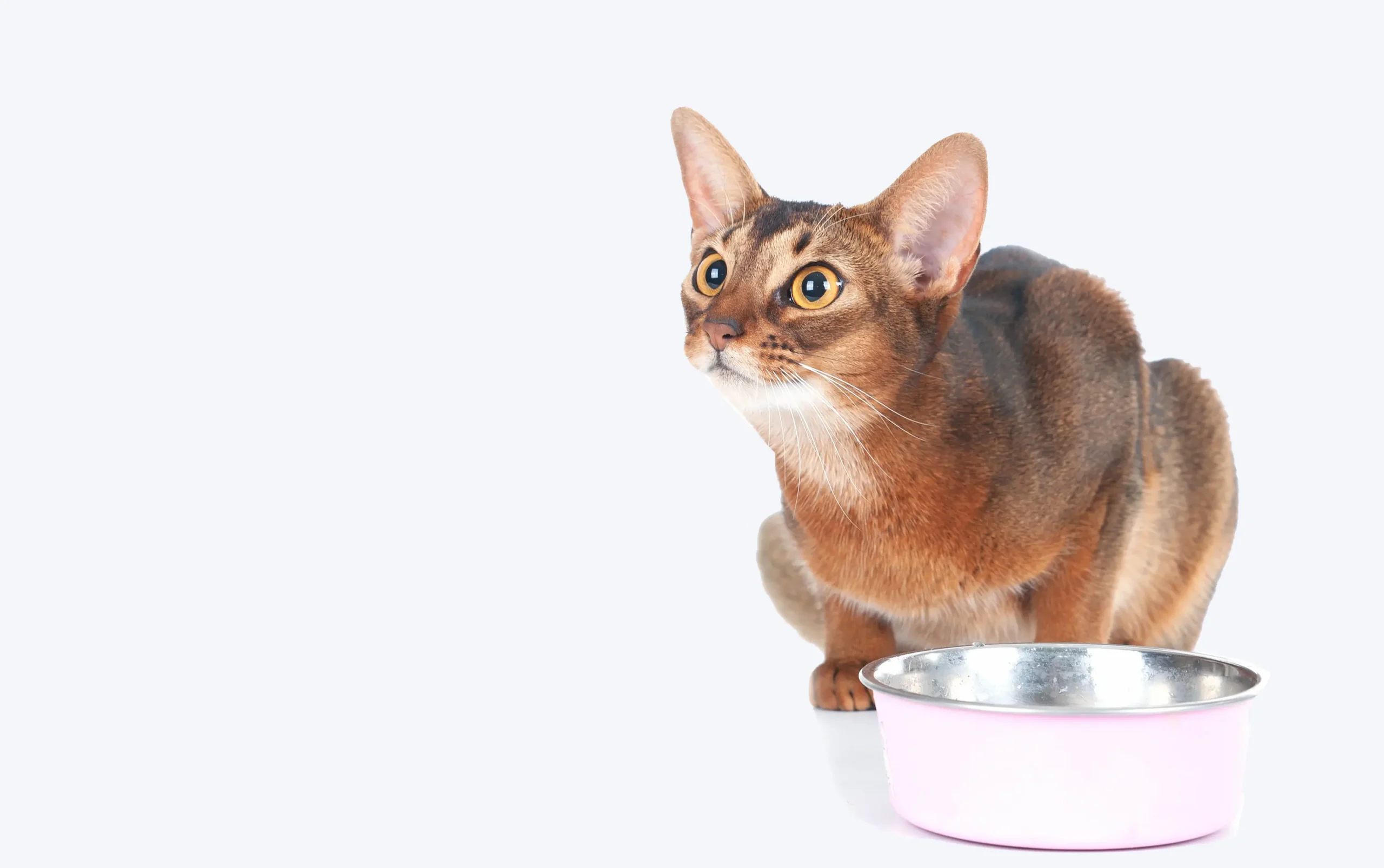 Course 2: Foundations of Feline Metabolic Health