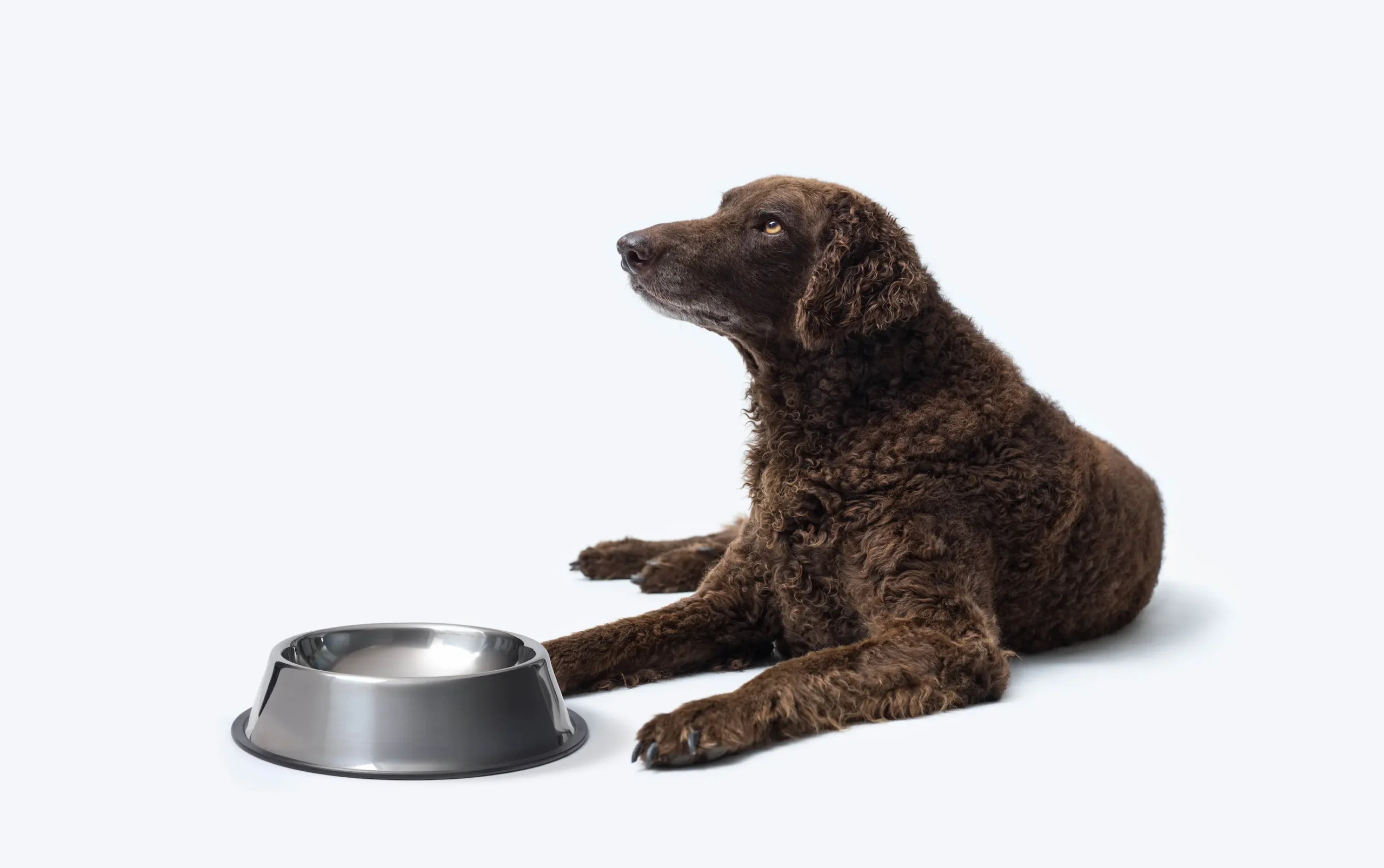 Course 1: Foundations of Canine Metabolic Health