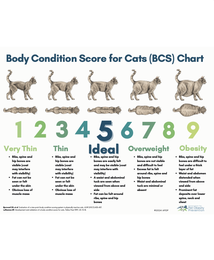 2024 APOP BCS Cats Chart