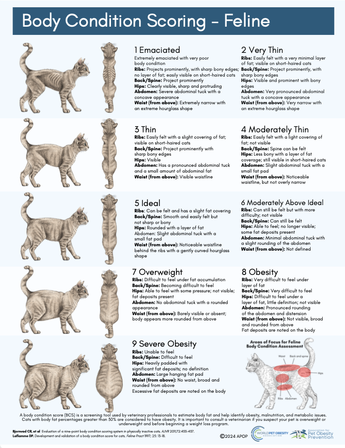 2024 APOP BCS Cats Description