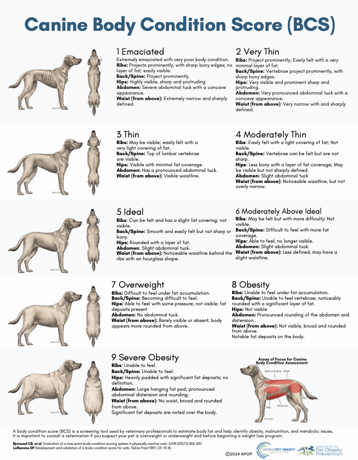 2024 APOP BCS Dogs Description